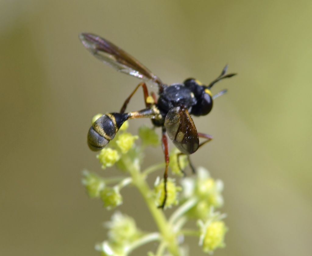 Imenottero id.- No, dittero (Conopidae?)